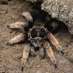 Brachypelma klaasi