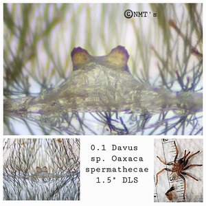 0.1 Davus sp. Oaxaca - 1.5" DLS