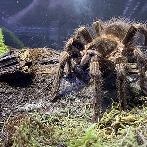 Acanthoscurria paulensis 7 inches female