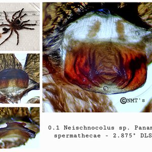 0.1 Neischnocolus sp. Panama - 2.875" DLS