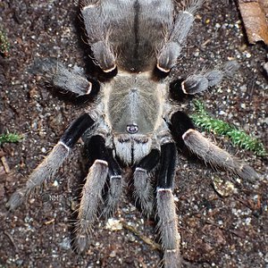 0.1 Ornithoctoninae sp. koh Phangan - 3.5' DLS