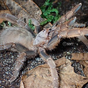 0.1 Citharognathus tongmianensis - 3.75" DLS