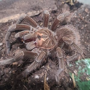 P. sp. Machala juvie female