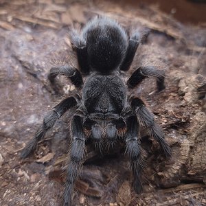 0.1 Grammostola anthracina