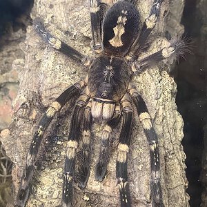 Poecilotheria subfusca "lowland"