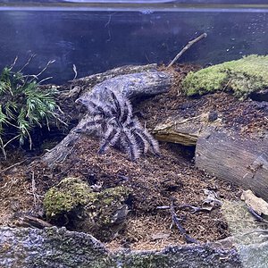 Female Tliltocatl albopilosus enclosure