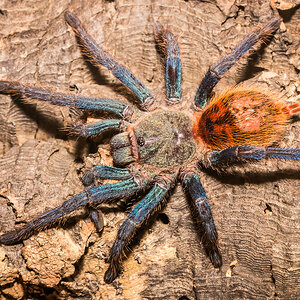 Chromatopelma cyaneopubescens