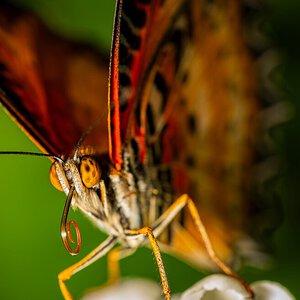 Butterfly macro