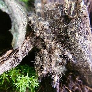 A very very shy P. subfusca Highland sling/juvenile