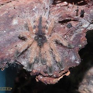 Avicularia-avicularia5.jpg