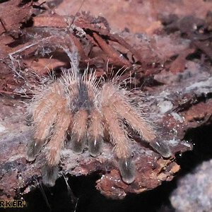 Avicularia-avicularia6.jpg