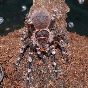 Acanthoscurria-geniculata26.jpg