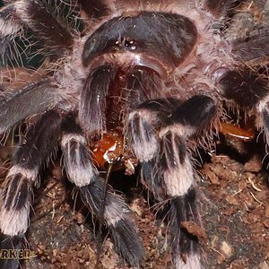 Acanthoscurria-geniculata27.jpg