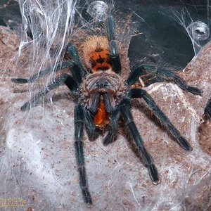 Chromatopelma-cyaneopubescens31.jpg