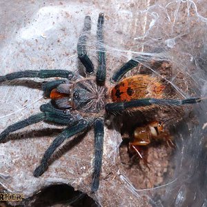 Chromatopelma-cyaneopubescens32.jpg