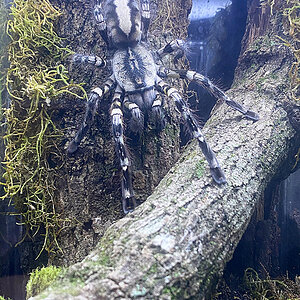 Freshly molted P. regalis big female