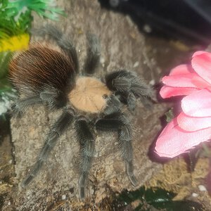 B. albiceps female just hanging out