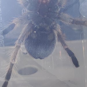 Aphonopelma chalcodes M/F?