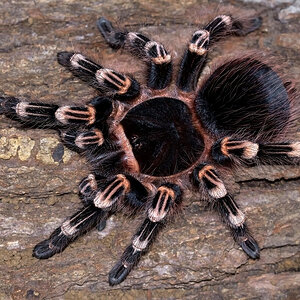 Acanthoscurria geniculata