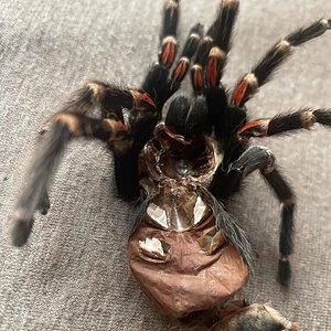 Brachypelma Auratum molt