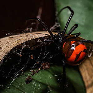 Latrodectus curacaviensis