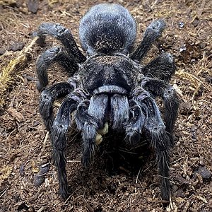 Grammostola pulchra