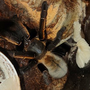 Maturing female Ornithoctonus aureotibialis