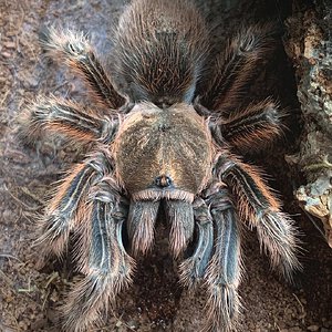 Grammostola rosea 'RCF'