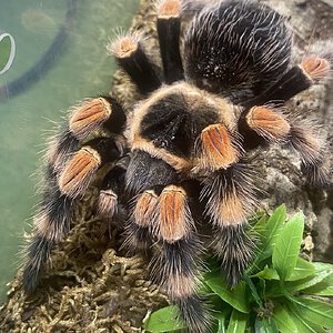 Brachypelma smithi (ex annitha)