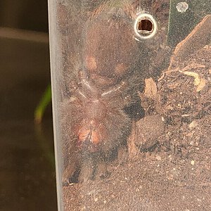 Brachypelma Albiceps