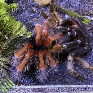 Freshly molted male juvenile B. boehmei.