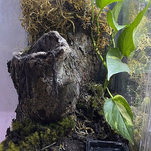 P. irminia enclosure