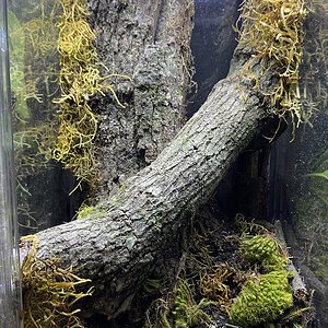 P. regalis enclosure