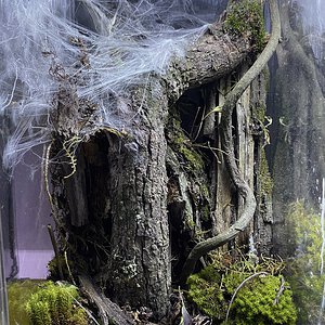 Avicularia avicularia M2 (braunshauseni) enclosure