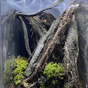 Avicularia avicularia M6 (metallica) enclosure