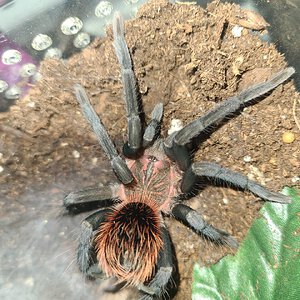 3" X. Immanis juvie