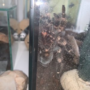 Brachypelma Smithi Ventral Sexing