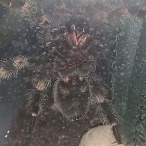 Brachypelma Smithi Ventral Sexing