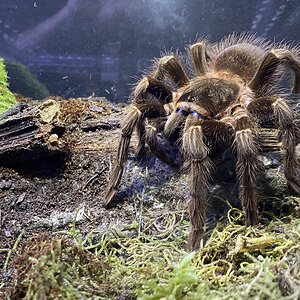 Acanthoscurria paulensis