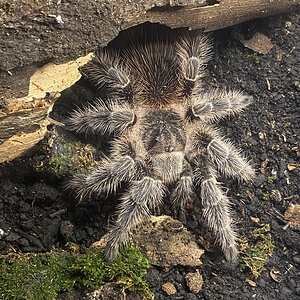 Lasiodora subcanens