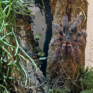 Avicularia taunayi