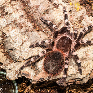 Acanthoscurria geniculata