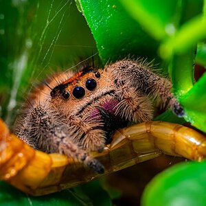 Jumping spider feeding