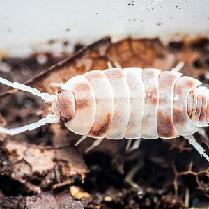 Porcellionides pruinosus "orange dalmatian"