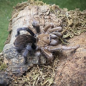 Aphonopelma sp. "diamondback"