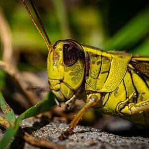 Wild grasshopper