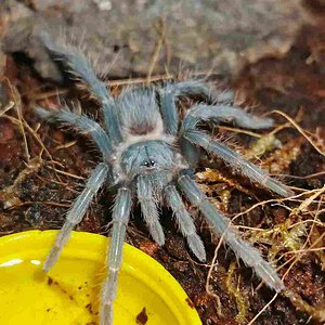 1.5" newly molted Lasiodora Parahybana