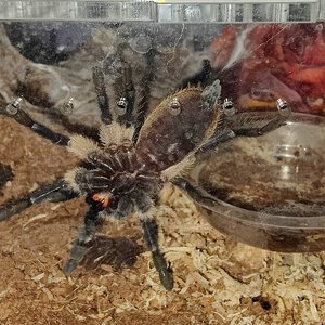 M. Balfouri 3 inch dls 1