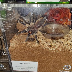 M. balfouri 3 inch dls 2