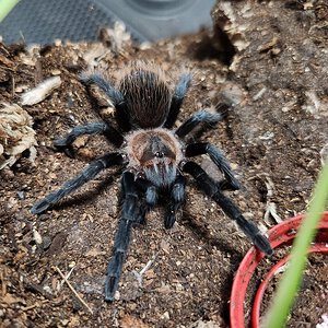 Aphonopelma sp Encinos